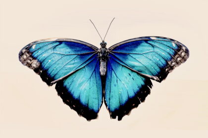 Ein Geistertier der Volkskunde: Woher der Name „Schmetterling” kommt