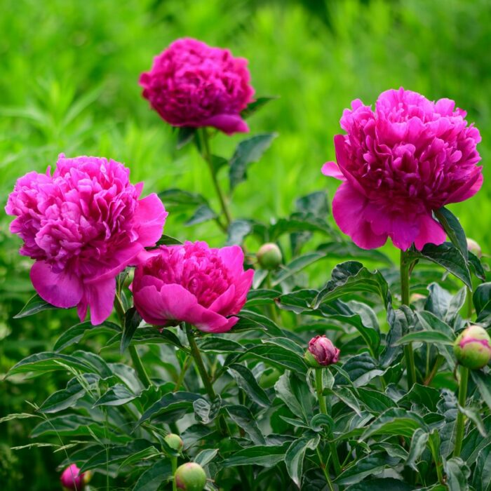 10 beliebteste chinesische Blumen: die Pfingstrose