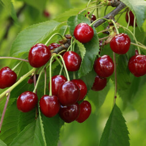 Fit und vital mit Kirschen: Die Superfrucht des Sommers