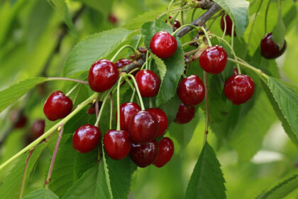 Fit und vital mit Kirschen: Die Superfrucht des Sommers