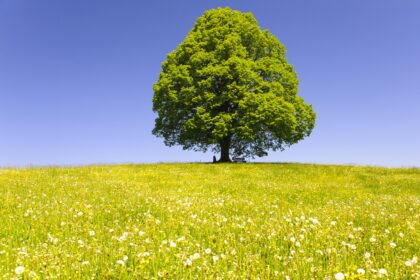 Ich bin der Juli – von Paula Dehmel