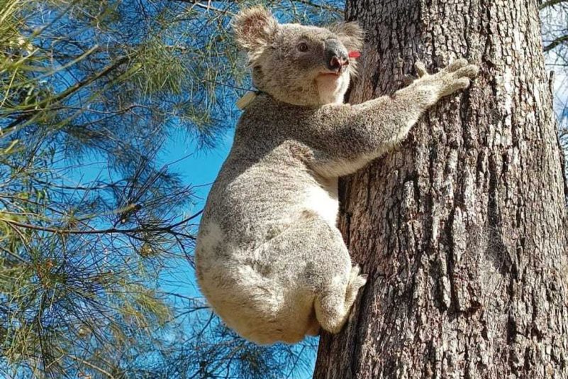 Australien schafft riesigen Nationalpark für Tausende Koalas
