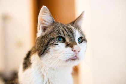 Amsterdam will Rettungstreppen für Katzen bauen