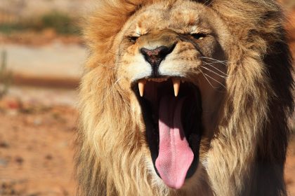 Löwe aus Zoo in Antalya entlaufen – ein Verletzter