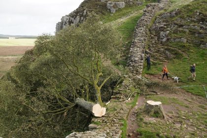 „Robin-Hood-Baum“ gefällt: Täter müssen jahrelang in Haft