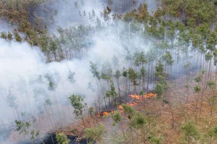 Ein Feuer brennt bei einem Wald- und Vegetationsbrand in der Gohrischheide im Landkreis Meißen.