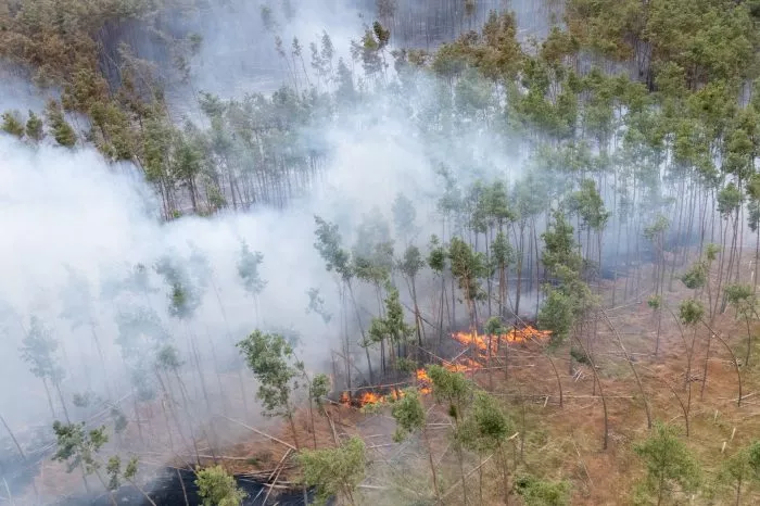 Ein Feuer brennt bei einem Wald- und Vegetationsbrand in der Gohrischheide im Landkreis Meißen.