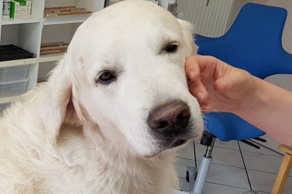 Trainierte Hunde können Parkinson erschnüffeln