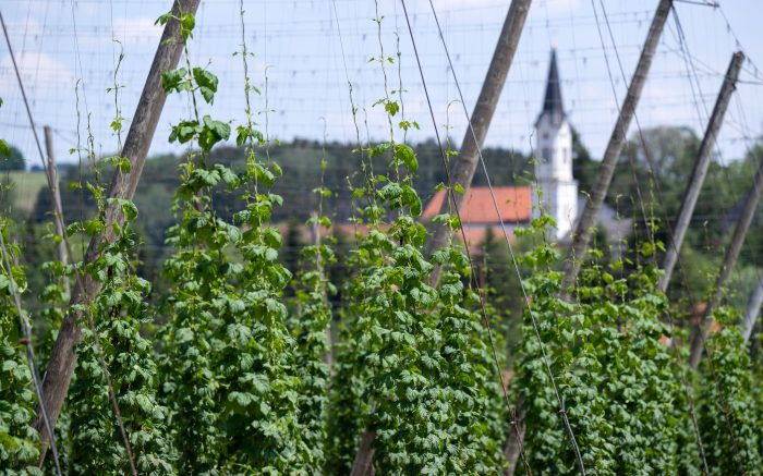 Deutschland ist das größte Anbaugebiet für Hopfen - und verzeichnete 2024 auch die größte Ernte. (Archivbild)