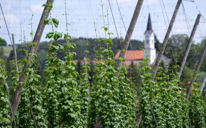 Deutschland ist das größte Anbaugebiet für Hopfen - und verzeichnete 2024 auch die größte Ernte. (Archivbild)