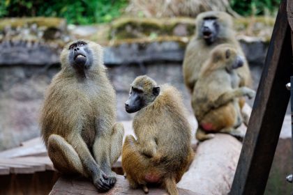 Pavian-Tötung im Zoo? – Nürnberger Tiergarten ein Tag geschlossen