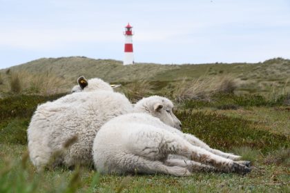 Goldschakal auf Sylt: Gericht erlaubt Abschuss erneut