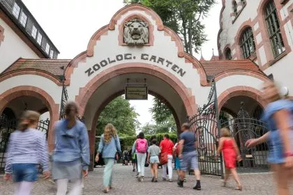 Mutter verweigerte Aufzucht: Zoo Leipzig schläfert drei Tigerjunge ein
