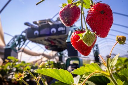 Erdbeerpflücken mit KI: Ernteroboter soll Betriebe entlasten