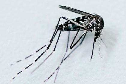 EU-Behörde: Neuer Rekord bei von Mücken übertragenen Viren