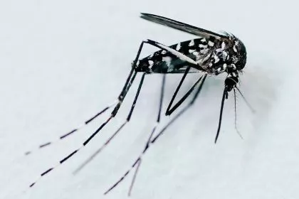 EU-Behörde: Neuer Rekord bei von Mücken übertragenen Viren