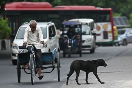 Oberstes Gericht ordnet Einfangen von Zehntausenden Straßenhunden in Neu Delhi an