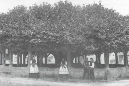 Lind und gelinde: Die Linde