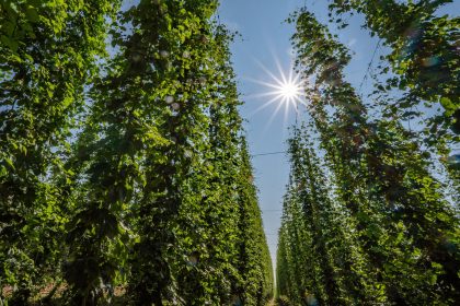 Deutlich mehr Hopfen geerntet – aber weniger Biertrinker