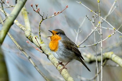 Forschung: Vögel singen wegen künstlicher Beleuchtung länger
