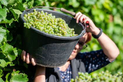 Weinproduktion erholt sich 2025 leicht