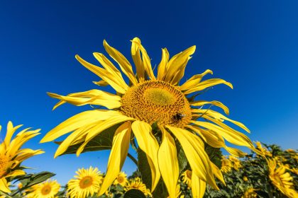 Sommerwetter kehrt zurück – Sonne und rund 30 Grad