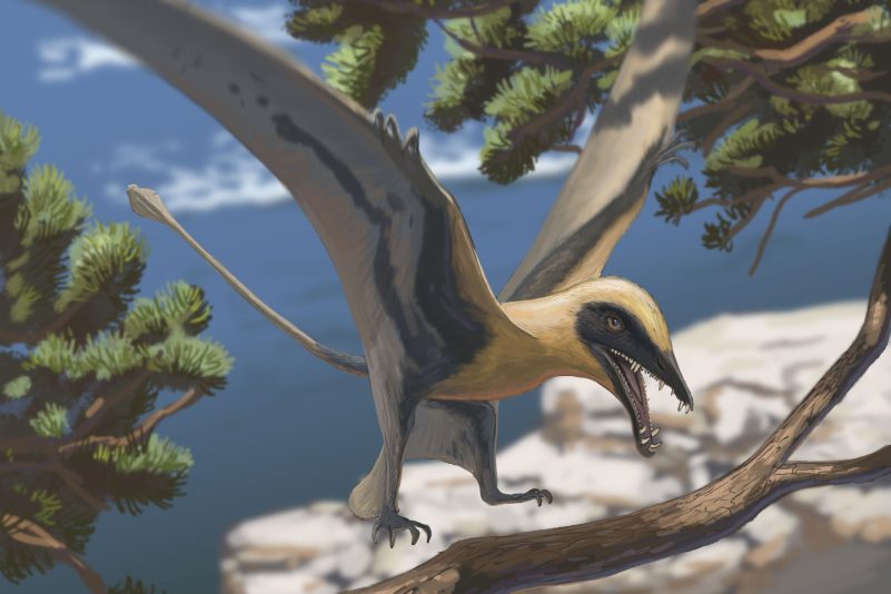 Rekonstruktion des Flugsauriers Eudimorphodon