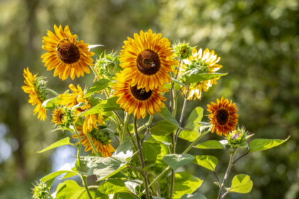 Sonne verlodert am Himmelsrain – von Rainer Maria Rilke