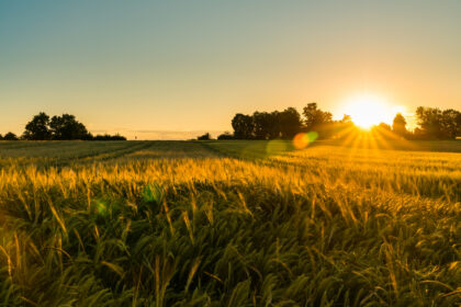 Vor der Ernte – von Martin Greif 