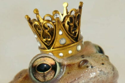 „Der (echte) Froschkönig“ – ein Finale, so hart wie das Leben selbst