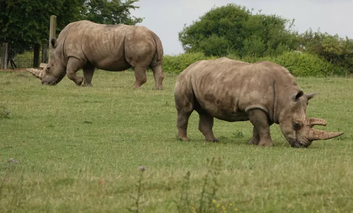 Forscher wollen Nördliches Breitmaulnashorn klonen