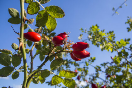 An eine Rose – von Friedrich Hölderlin