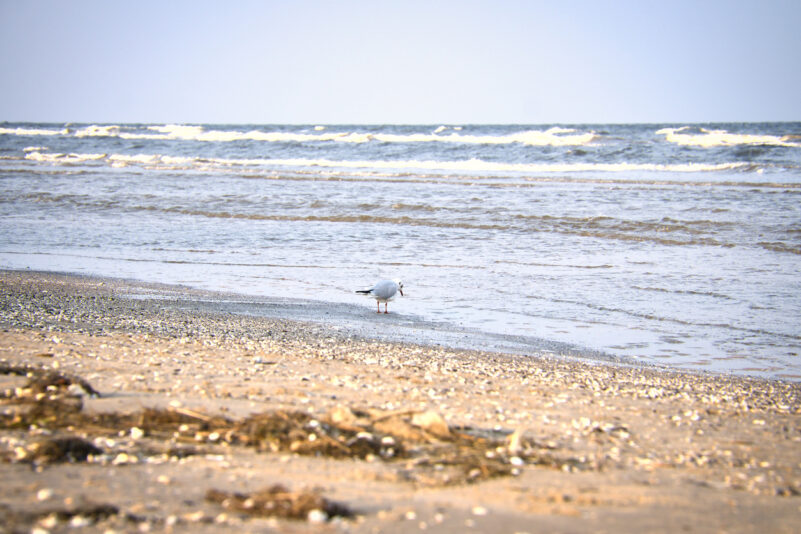 Meeresstrand – von Theodor Storm