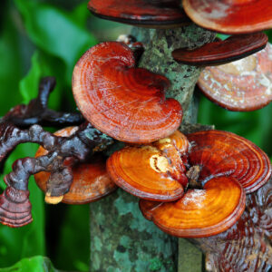 Der „Pilz der Unsterblichkeit“ und seine vielseitige Wirkung