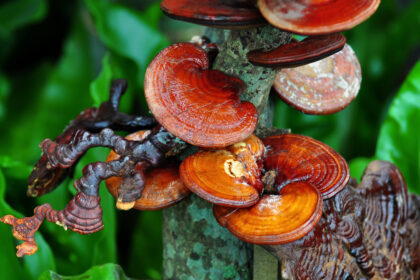 Der „Pilz der Unsterblichkeit“ und seine vielseitige Wirkung