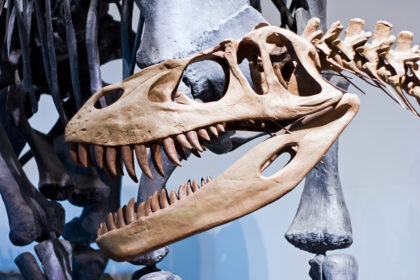 Forschung mit Biss: Dinozähne enthüllen Klima vor Millionen Jahren