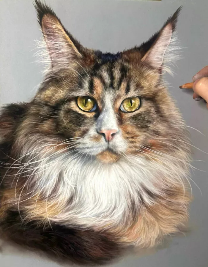 Maine-Coon-Katze von Hanna Asfour