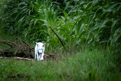 Fotograf entdeckt seltenen weißen Fuchs