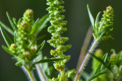 Allergiker aufgepasst: Gefahr durch Ambrosia wächst