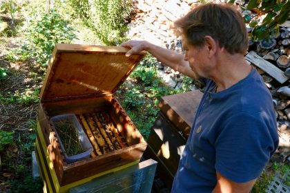 Nicht nur an Honig denken: Kritik am privaten Bienen-Boom