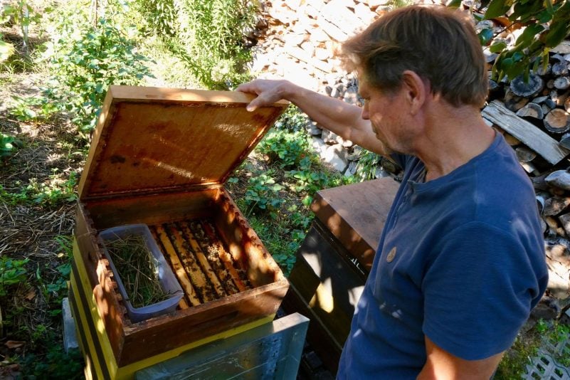 Käpnick schaut regelmäßig, ob es seinen Bienen gut geht. (Archivbild)
