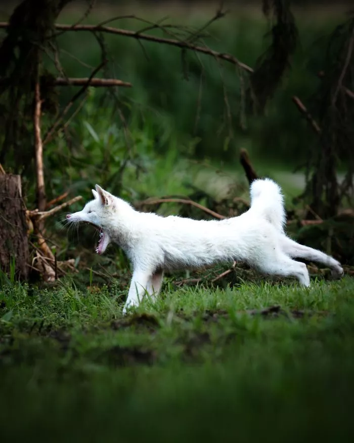 Leuzismus kann bei vielen Wildtieren auftreten, ist aber bei Rotfüchsen selten.