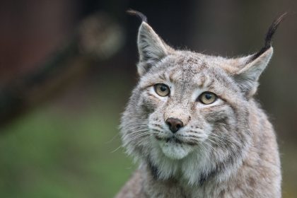 Pragmatische Dänen: Zoo wirbt um Haustierspenden als Futter für Raubtiere