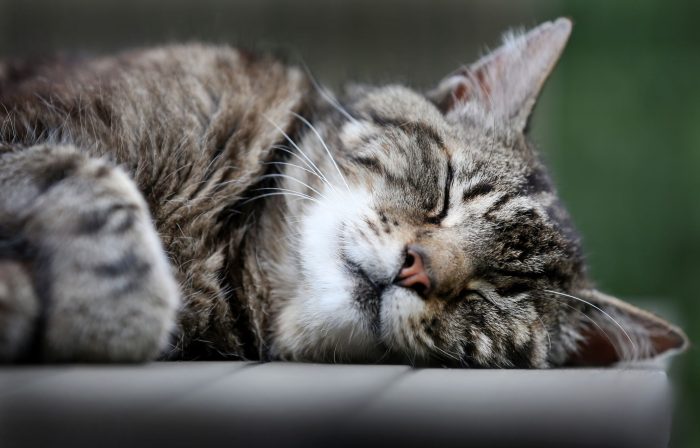 Katzen schlafen häufiger auf der linken Seite, aber wieso eigentlich genau? Forscher haben eine Vermutung. (Symbolfoto) 