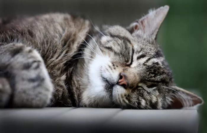 Katzen schlafen häufiger auf der linken Seite, aber wieso eigentlich genau? Forscher haben eine Vermutung. (Symbolfoto)