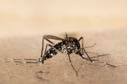 Chikungunya-Virus breitet sich weiter in China aus