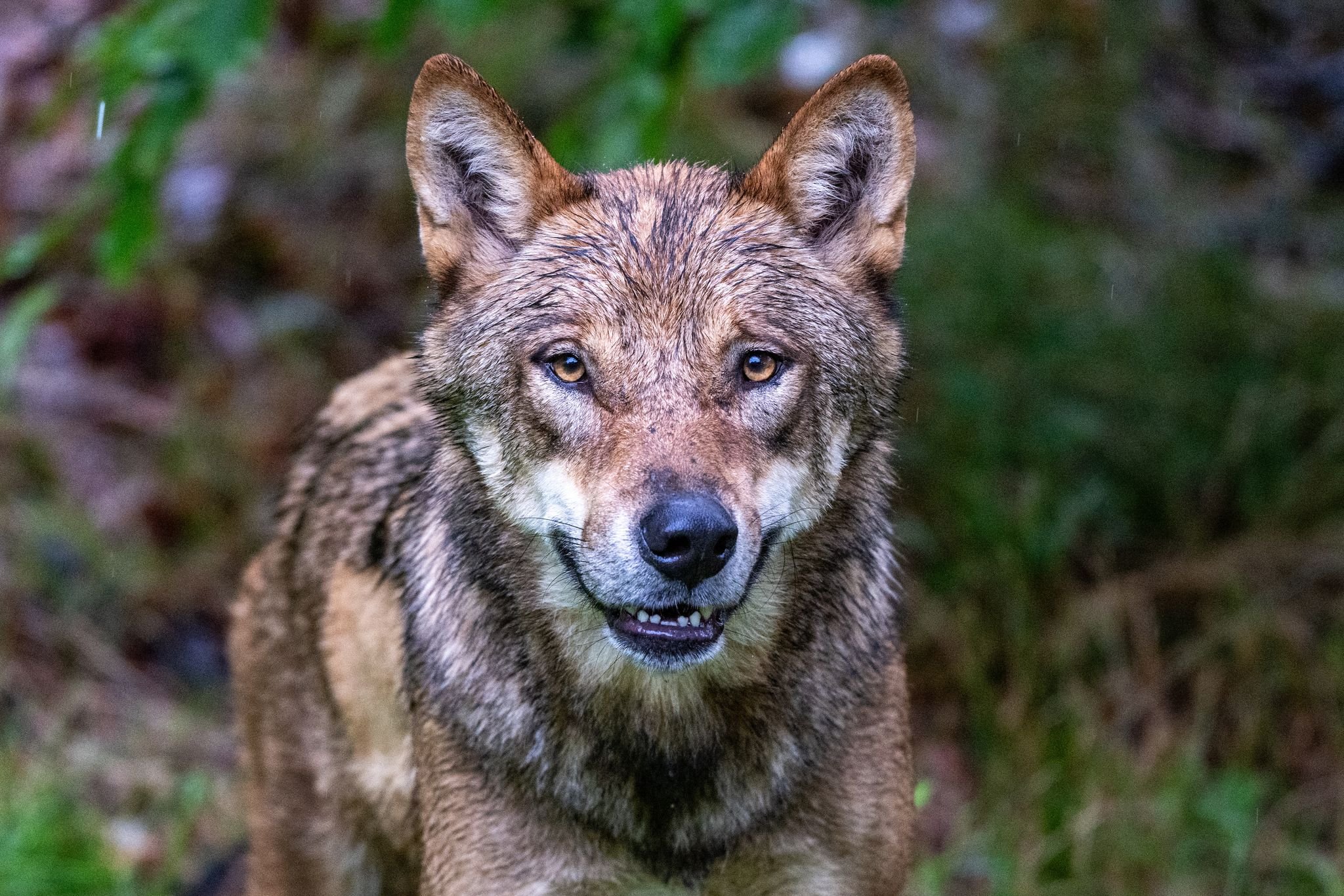 Wolf-bei-t-sechsj-hrigen-Jungen-in-den-Niederlanden