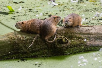 Invasive Nutrias breiten sich weiter aus – Verdopplung im Vergleich zu 2015