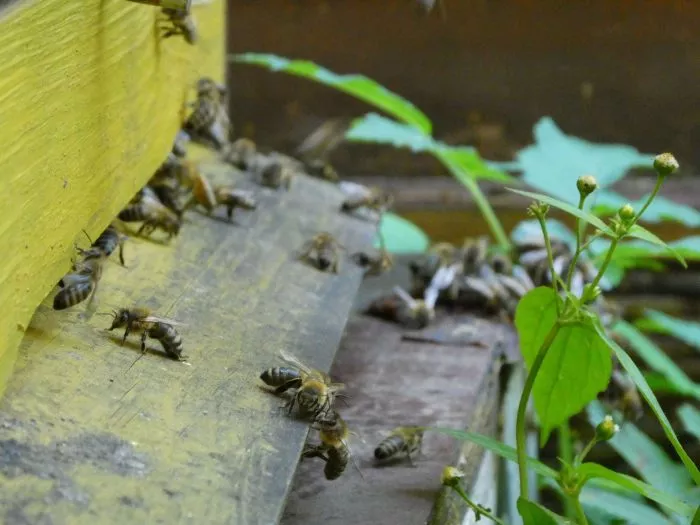 Bienen bringen Pollen in den Bienenstock. (Archivbild)