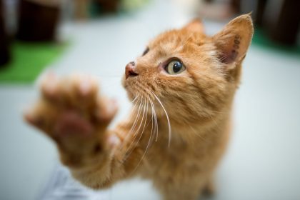 Forscher suchen Katzenvideos: Gefragt sind Handyvideos von Katzen in drei unterschiedlichen Situationen